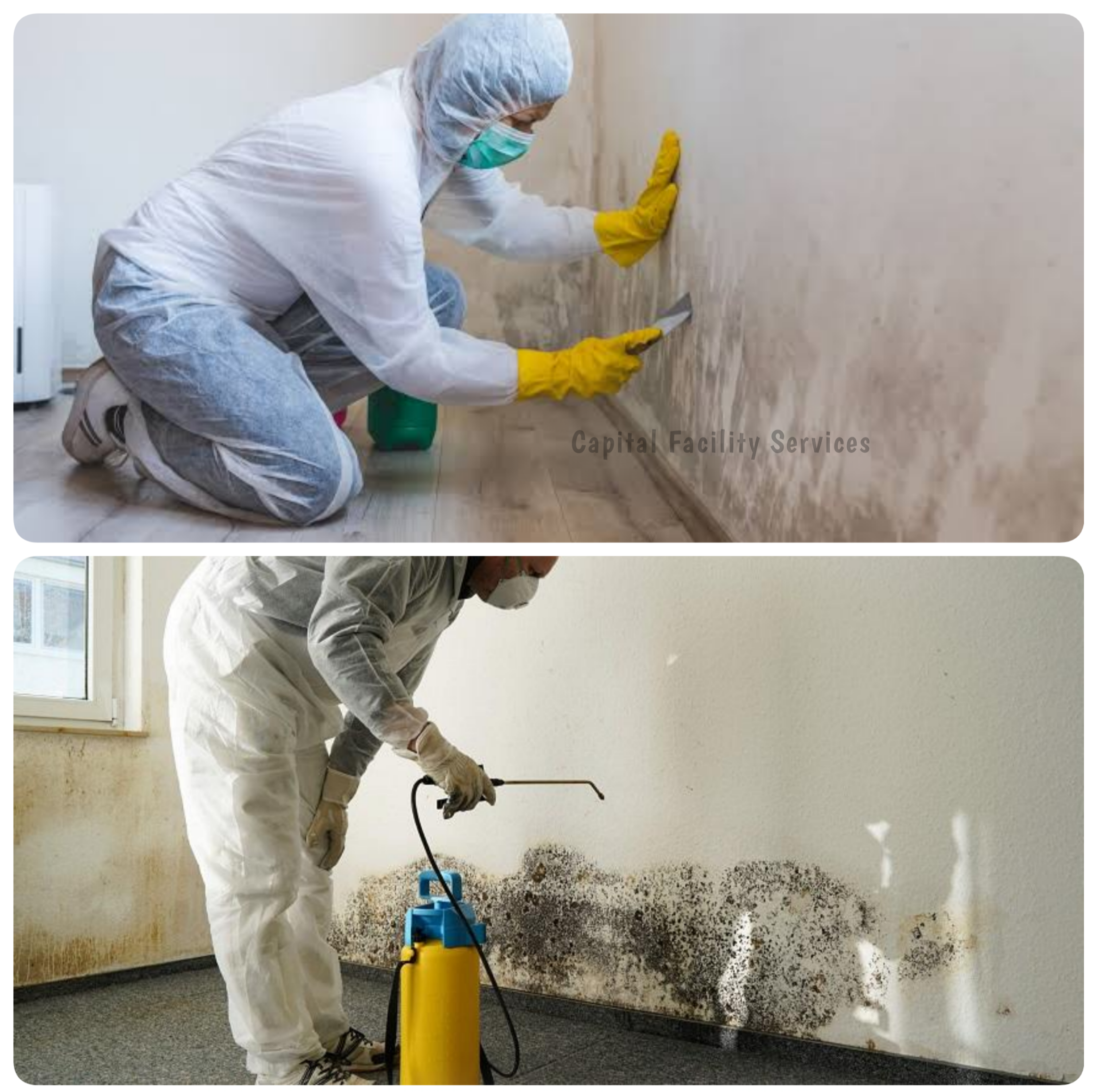 Mould cleaning Melbourne
